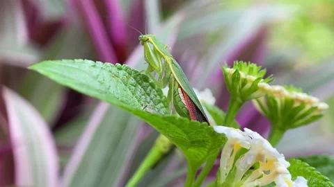 The praying mantis. Stock Footage 293749648