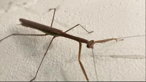 Praying Mantis Stock Footage 296092022