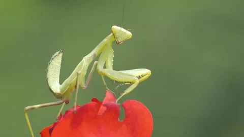 Praying Mantis Stock Footage 330389636