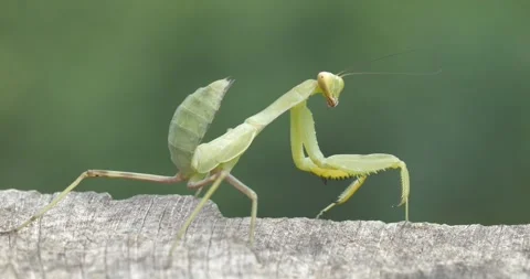 Praying Mantis Stock Footage 331947353