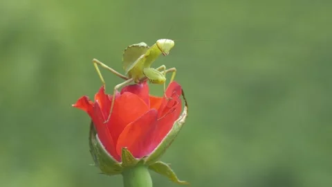 Praying Mantis Stock Footage 332492012