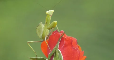 Praying Mantis Stock Footage 332508729