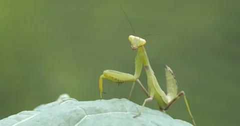 Praying Mantis Stock-Footage 332547533