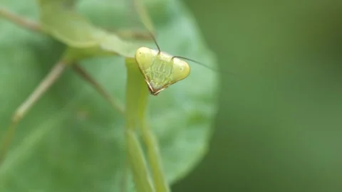 Praying Mantis Stock Footage 332562573