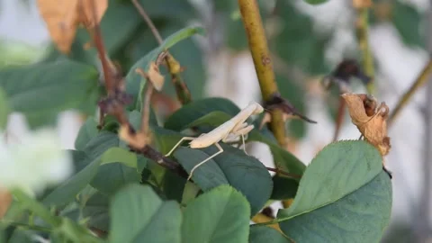 Praying Mantis Stock-Footage 332578934
