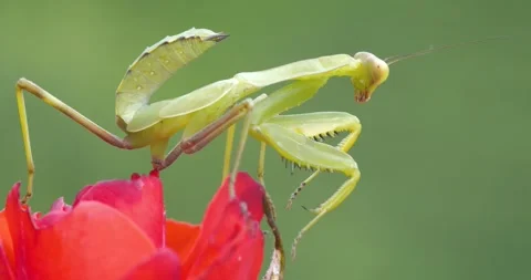 Praying Mantis Stock Footage 332592437