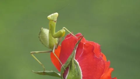 Praying Mantis Stock Footage 332599421