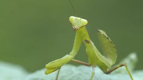 Praying Mantis Stock-Footage 332655706