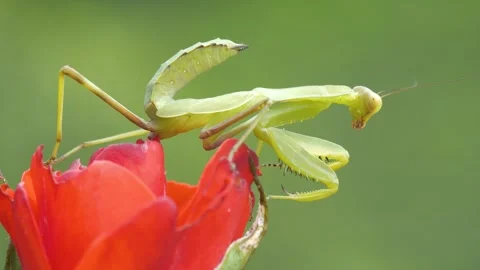 Praying Mantis Stock Footage 332787775