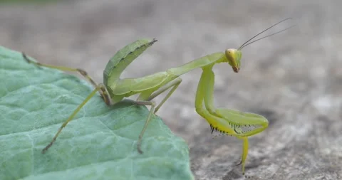 Praying Mantis 스톡 동영상 333100201