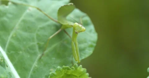 Praying Mantis Stock-Footage 333404923