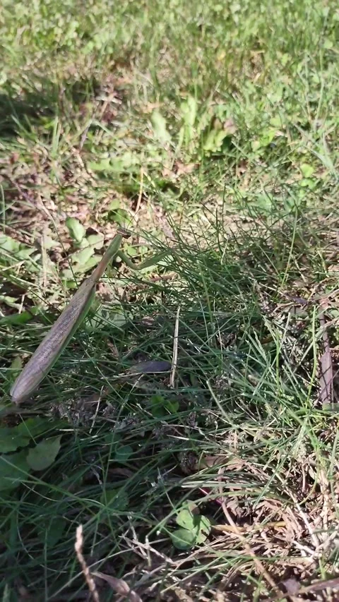 Praying mantis Stock Footage 341604153