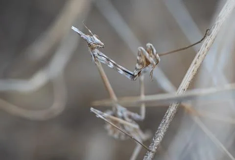 Praying mantis found in dry grass Stock Photos