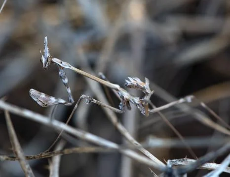 Praying mantis found in dry grass Stock Photos