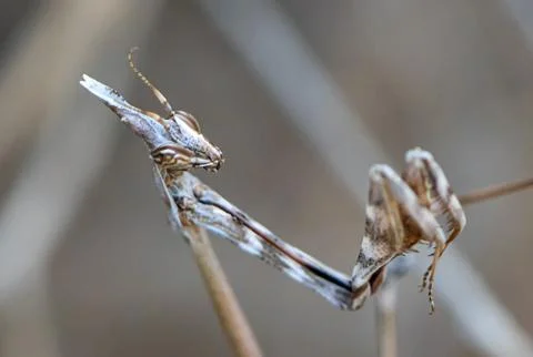 Praying mantis found in dry grass Stock Photos