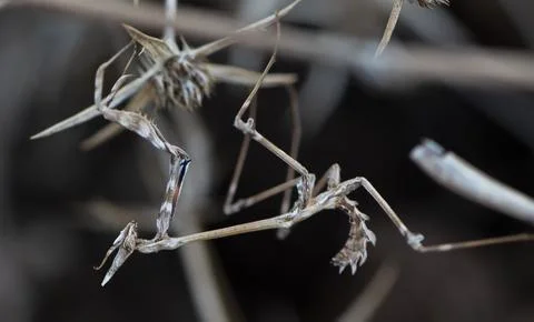 Praying mantis found in dry grass Stock Photos