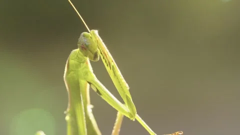 Praying Mantis Gently Touching Its Head Stock Footage 344462858