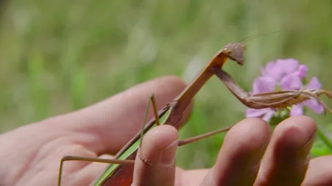 Praying Mantis gets released into Garden on sunny day Stock Footage 236094746