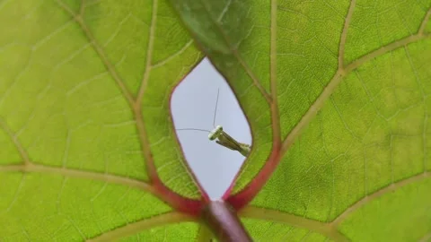 Praying mantis in grape leaves. Stock Footage 312403504