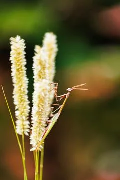 Praying mantis on grass with copy space macro composition Stock-Fotos