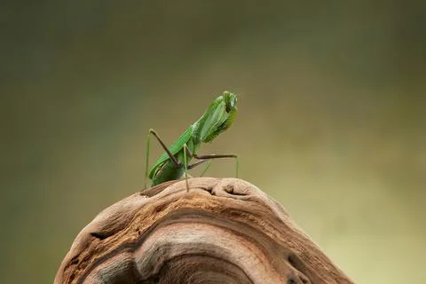 Praying mantis on a green background. The insect hunts Stock Photos