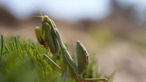 Praying mantis in green grass Stock Footage 79662897