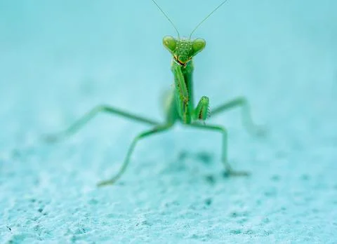 Praying Mantis green insect on a blue wall Stock Photos