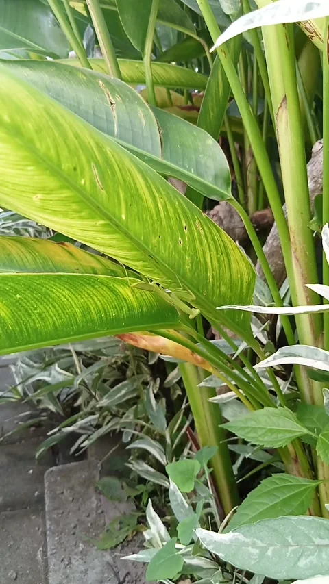 Praying mantis on the green leaf Stock Footage 218281192