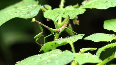 Praying mantis on green leaf in forest closeup looks at camera Stock Footage