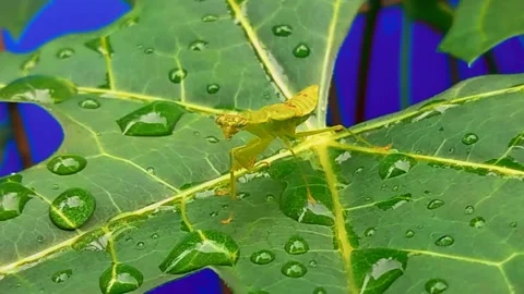 Praying mantis on green leaves after it rains Stock Footage 219627571