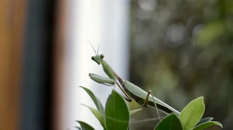 Praying mantis on green leaves Stock Footage 49678091