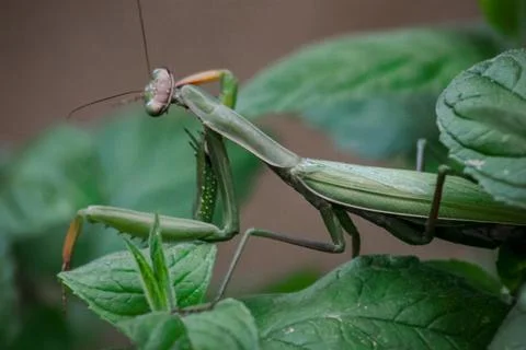 Praying Mantis green Foto stock