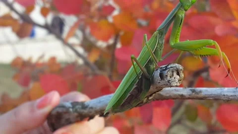 Praying mantis in Grenoble Stock Footage 135175105