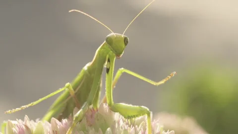 Praying Mantis Grooming and Cleaning Its Legs Stock Footage 344462838