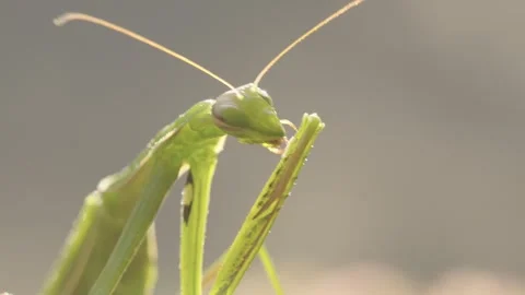 Praying Mantis Grooming and Cleaning Its Legs Stock Footage 344462839