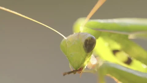 Praying Mantis Grooming and Cleaning Its Legs Stock Footage 344462856