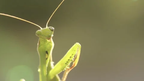 Praying Mantis Grooming and Cleaning Its Legs Stock Footage 344462859