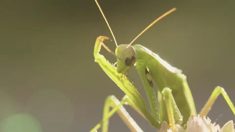 Praying Mantis Grooming and Cleaning Its Legs Stock-Footage 344462867