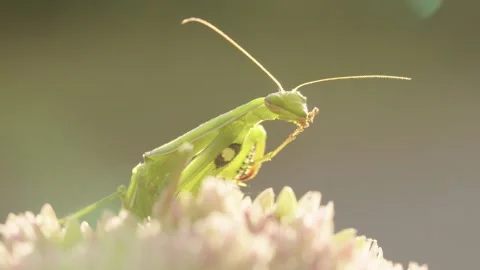 Praying Mantis Grooming and Cleaning Its Legs Video stock 344462888
