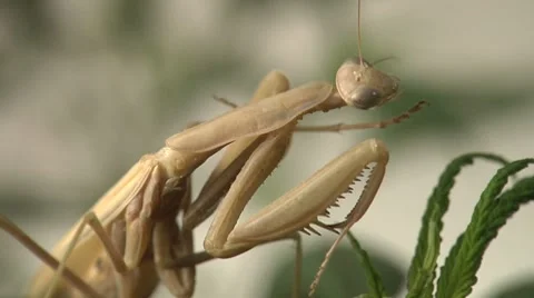 Praying Mantis Grooming Video stock 8556370