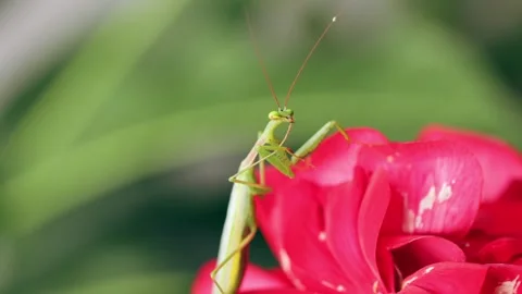 Praying Mantis Grooming Ritual Stock Footage 241468830