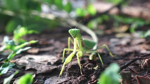 Praying mantis on the ground Video stock 267717402