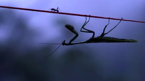 Praying-Mantis Hanging On Rope And Waiting Its Pray At Early Morning Stock Footage 40340966