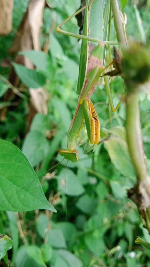 A praying mantis hanging upside down stares at the camera Stock Footage 265551330