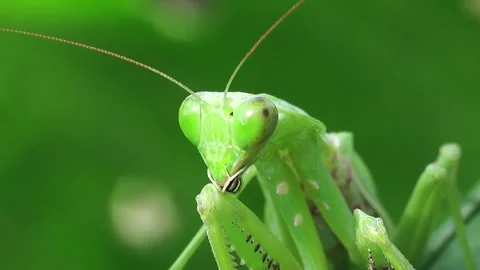 Praying mantis head 스톡 동영상 291108544
