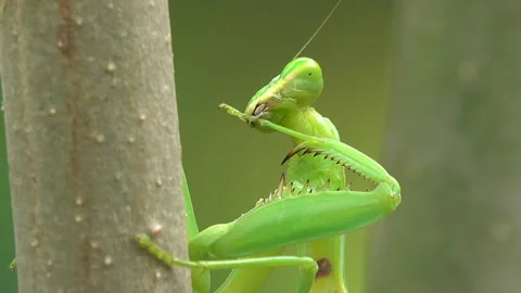 Praying mantis head 스톡 동영상 291374814