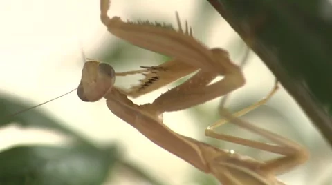 Praying Mantis Hiding Under Foliage Video stock 8556069