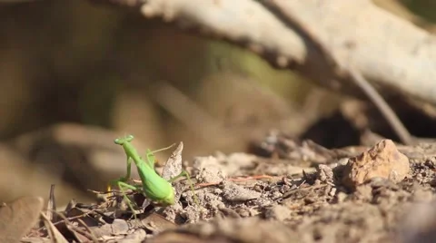 A Praying Mantis On The Hunt Stock Footage 41642807