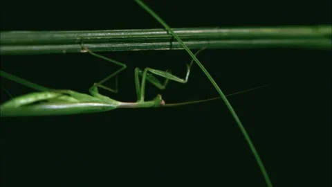 Praying Mantis Hunting on Plant Stem, Macro View Video stock 344512163