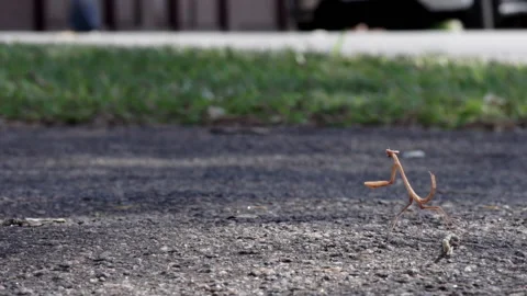 Praying mantis insect almost hit by bicycle wheel, accident rollover safe Video stock 151738969